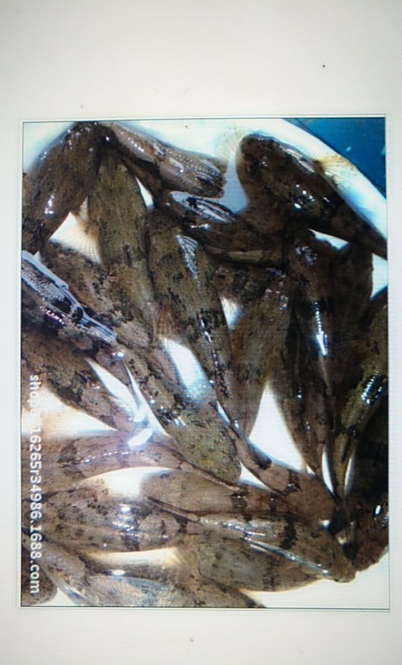 木奶鱼大量批发木乃鱼酒店爆款木奶奶鱼