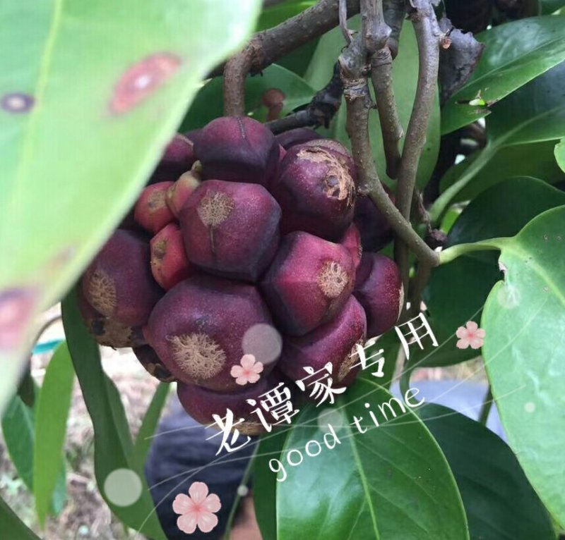 水果