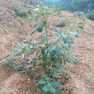 牛油果苗