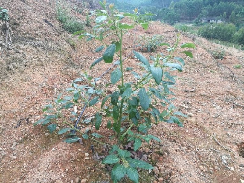 牛油果苗