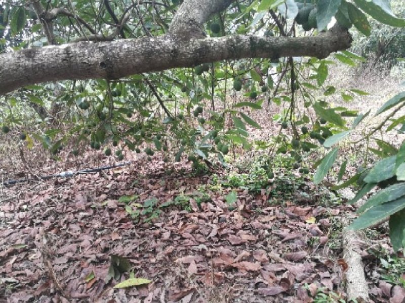 牛油果苗