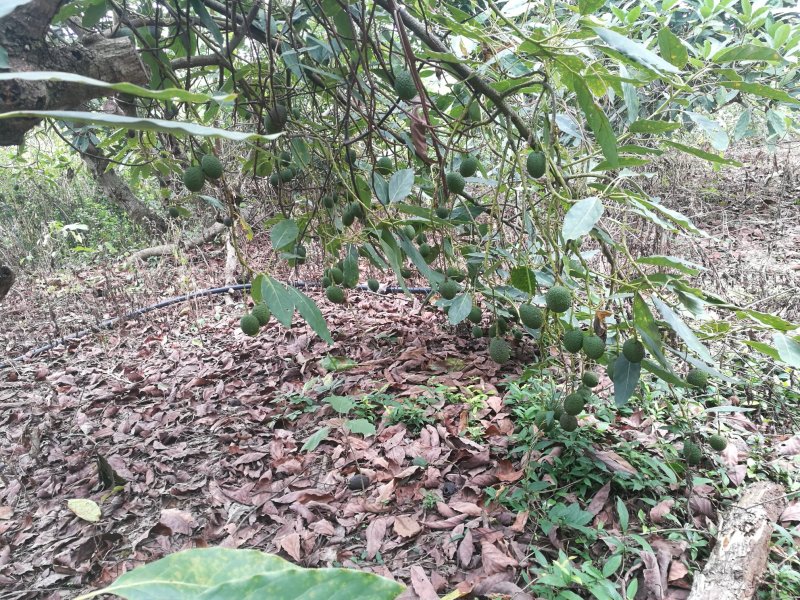 牛油果苗