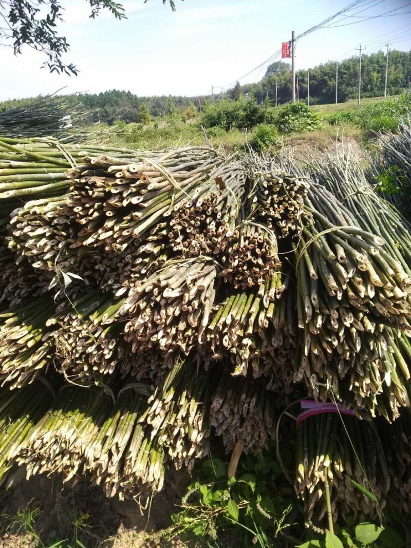 菜架竹大棚元竹