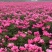 芍药芽白芍芽头芍药芽头