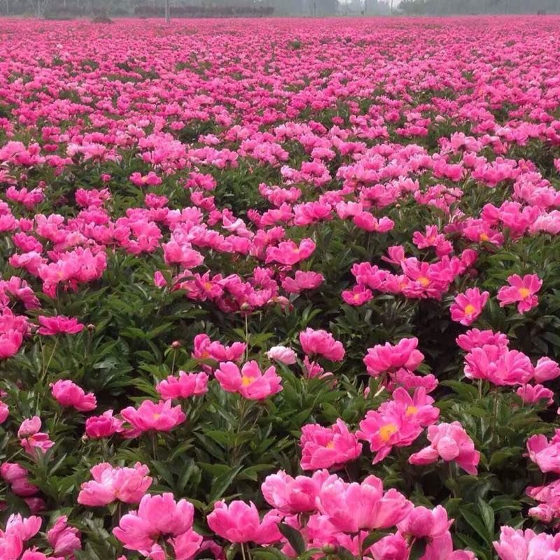 芍药芽白芍芽头芍药芽头