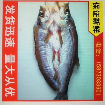 六门闸阳干刁子鱼风干刁子鱼洞庭湖野生鱼阳光的味道