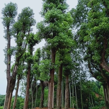 移植香樟全冠香樟多枝香樟