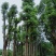 移植香樟全冠香樟多枝香樟