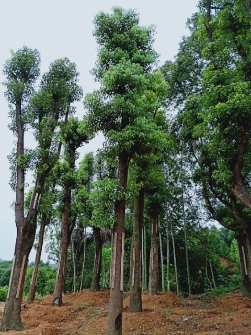 移植香樟全冠香樟多枝香樟