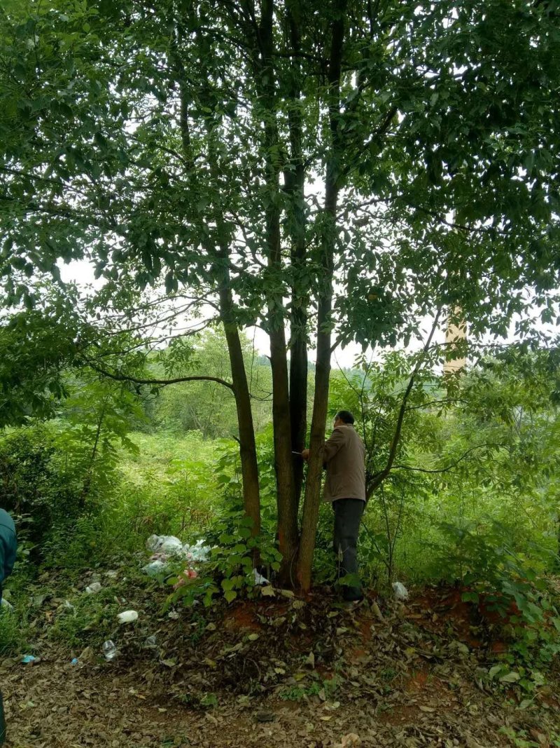 移植香樟全冠香樟多枝香樟