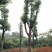 移植香樟全冠香樟多枝香樟