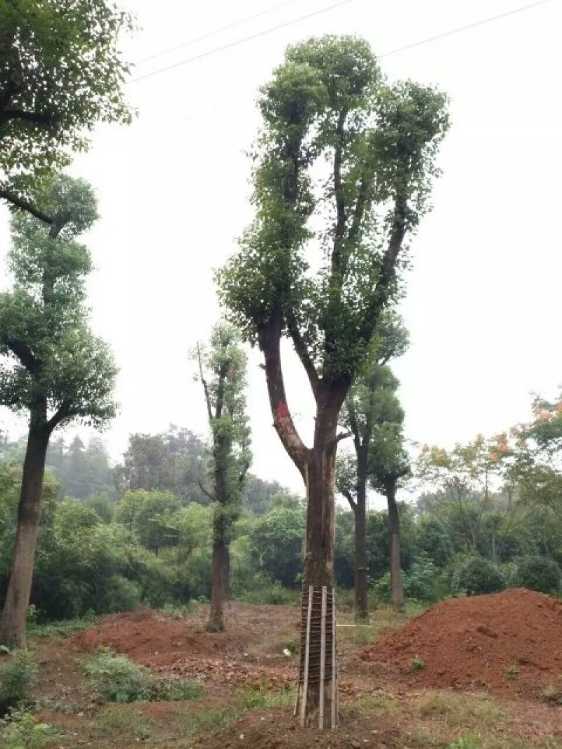 移植香樟全冠香樟多枝香樟
