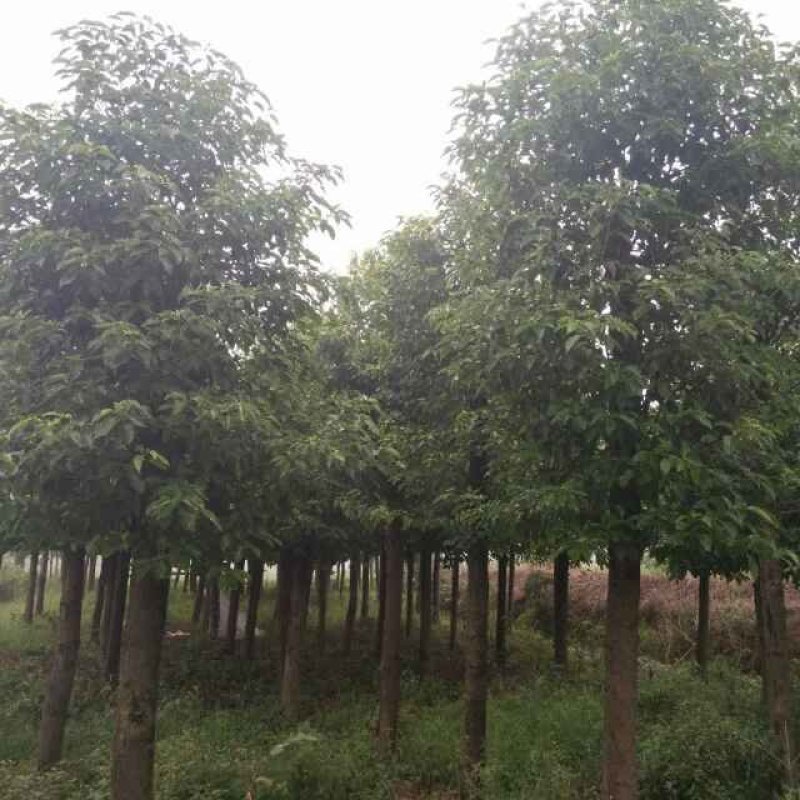 移植香樟全冠香樟多枝香樟