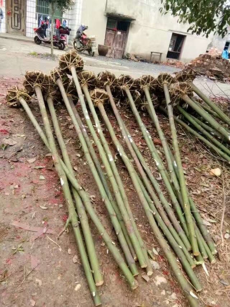 移植香樟全冠香樟多枝香樟