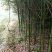 移植香樟全冠香樟多枝香樟