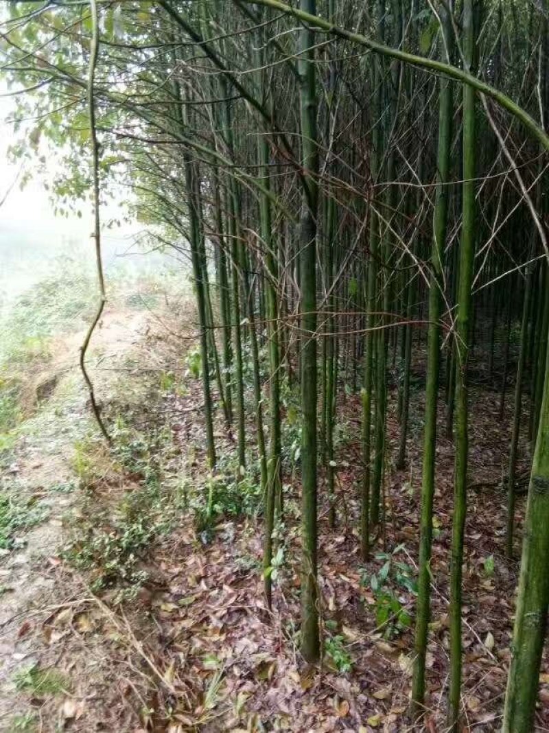 移植香樟全冠香樟多枝香樟