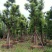 移植香樟全冠香樟多枝香樟