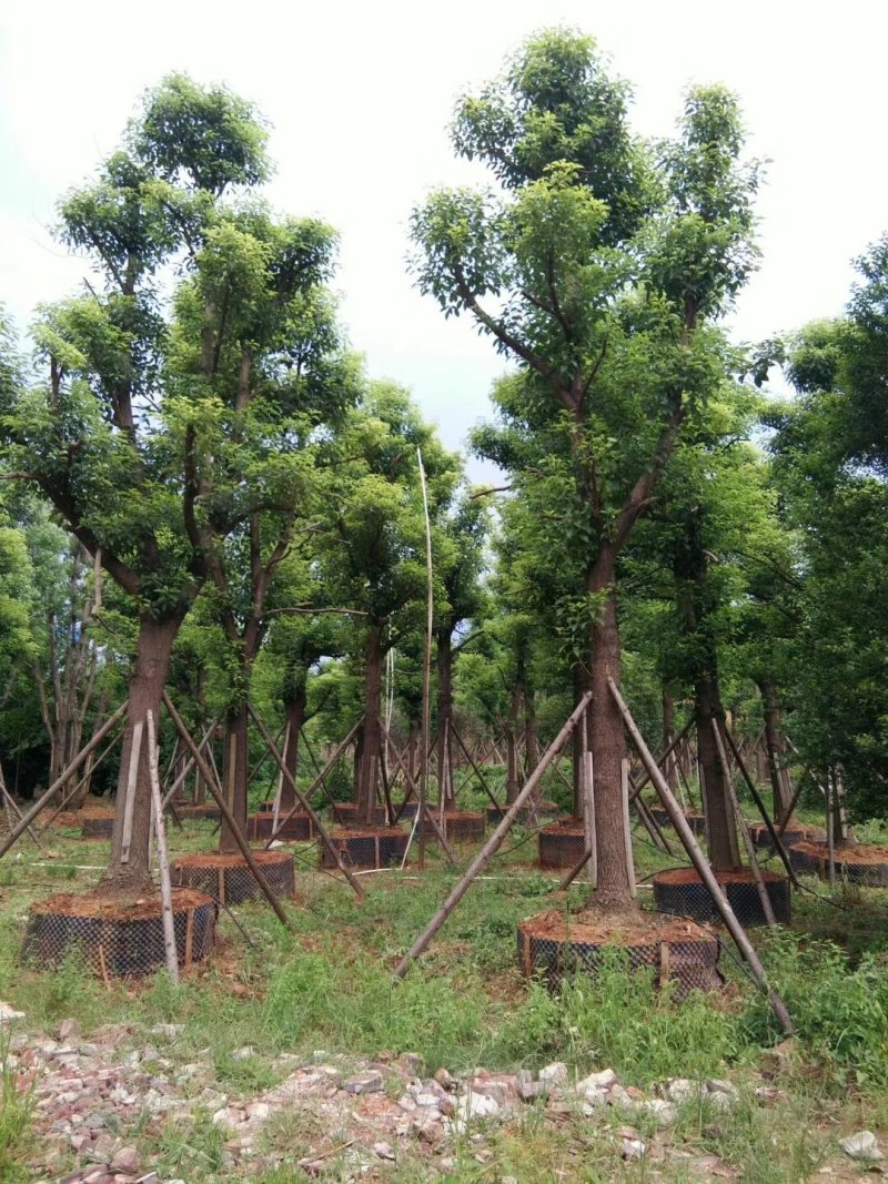 移植香樟全冠香樟多枝香樟