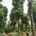 移植香樟全冠香樟多枝香樟
