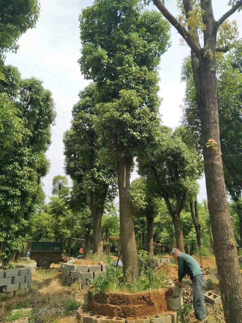 移植香樟全冠香樟多枝香樟