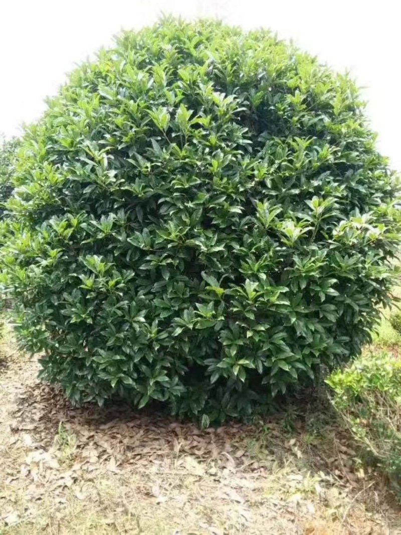 精品金桂桂花18-20公分，高4米，冠4米，