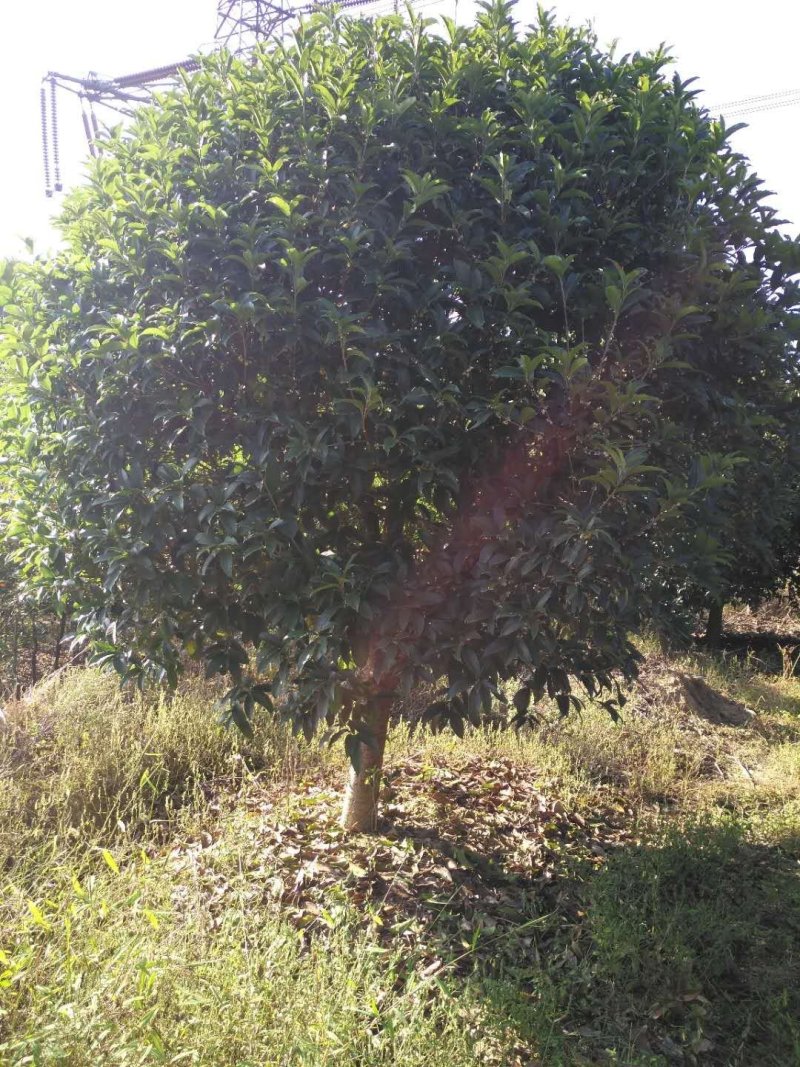 精品金桂桂花18-20公分，高4米，冠4米，
