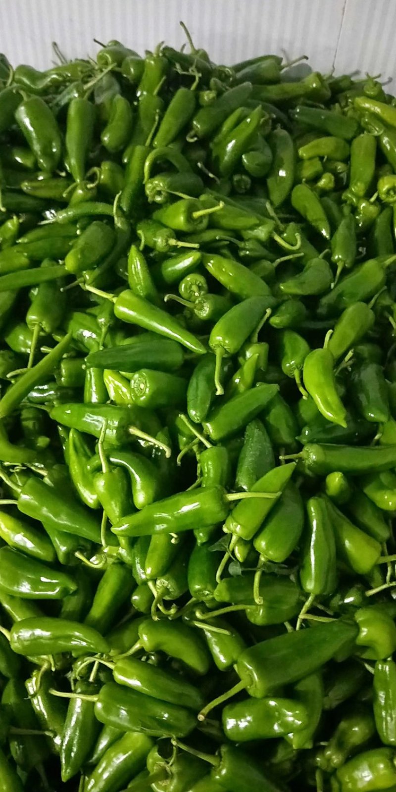 线椒