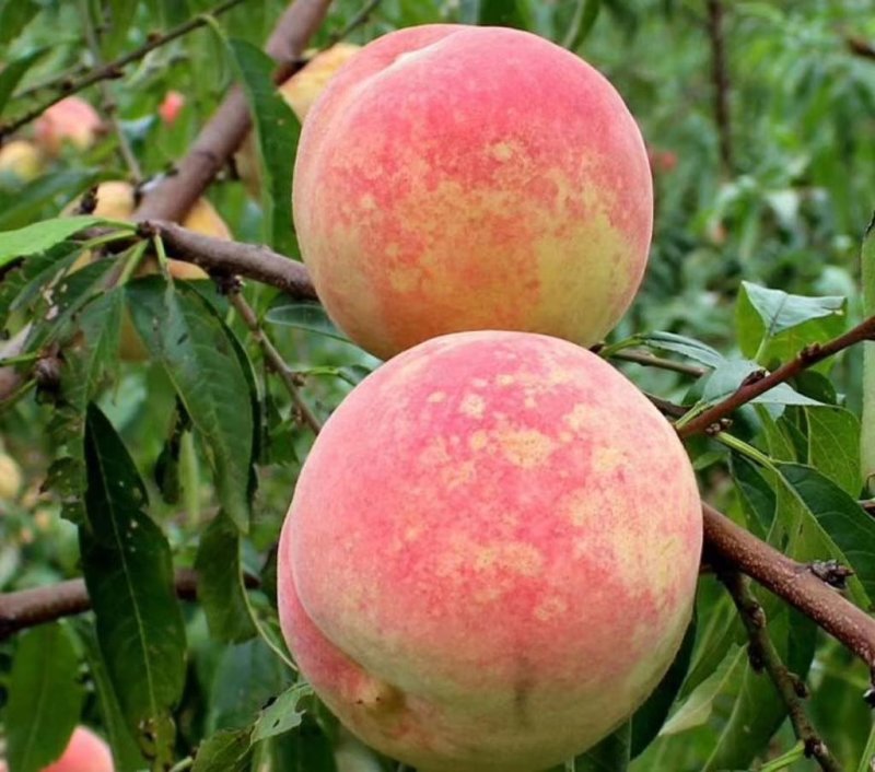 秋蜂蜜桃树苗70~80cm