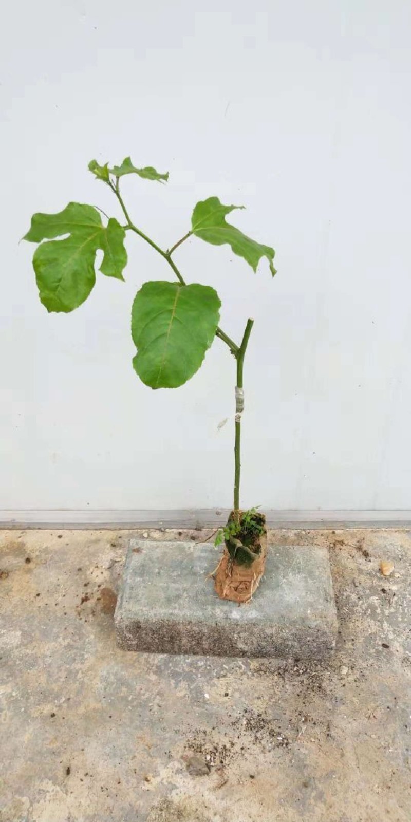 金霸百香果苗