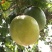 金霸百香果苗