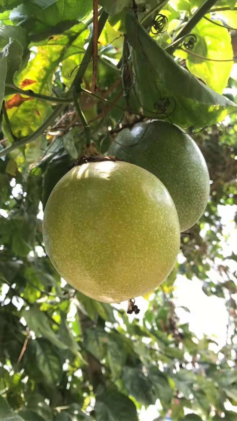 金霸百香果苗