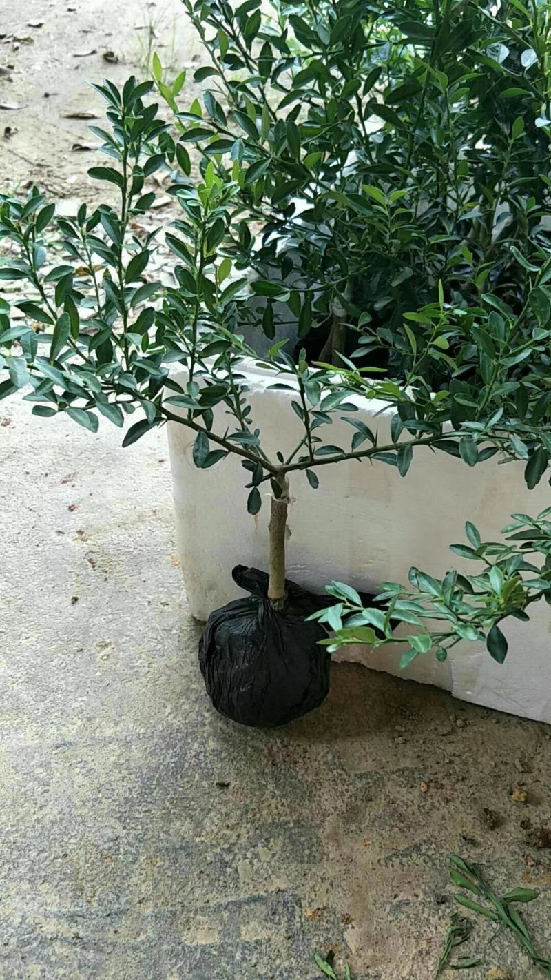 澳洲手指柠檬苗