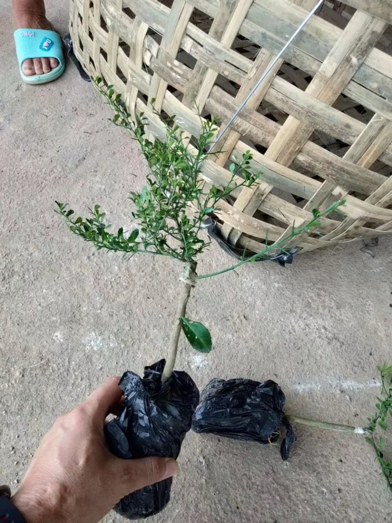 澳洲手指柠檬苗