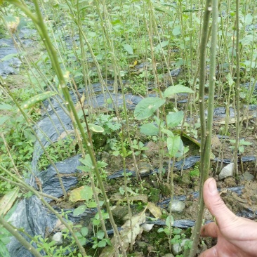黄花倒水莲，规格30一60公分