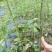 黄花倒水莲，规格30一60公分