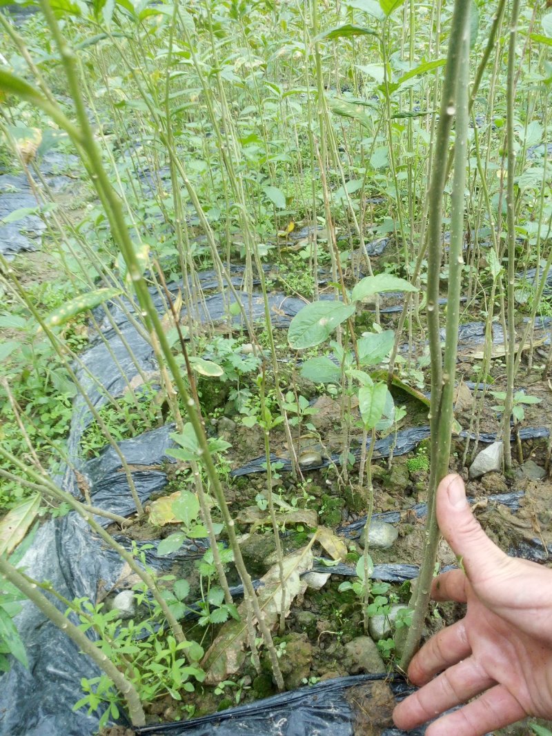 黄花倒水莲，规格30一60公分