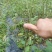 黄花倒水莲，规格30一60公分