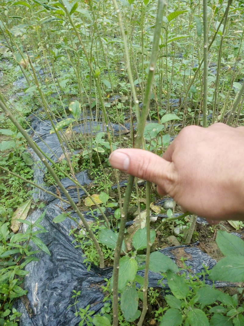 黄花倒水莲，规格30一60公分