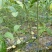 黄花倒水莲，规格30一60公分