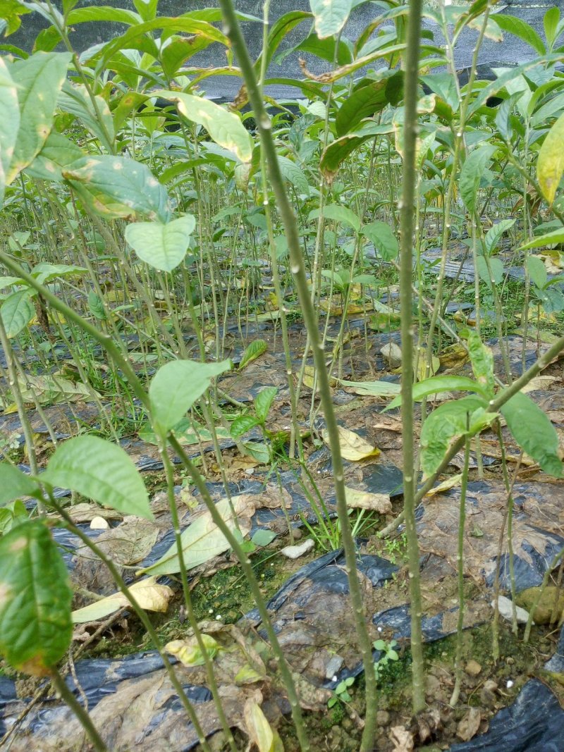 黄花倒水莲，规格30一60公分