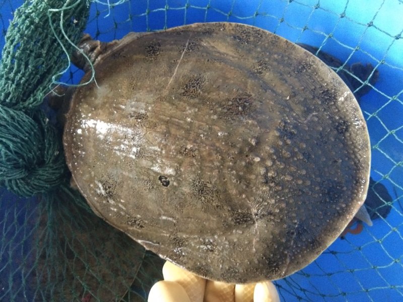 外塘甲鱼，仿野生甲鱼，鳖大量批发