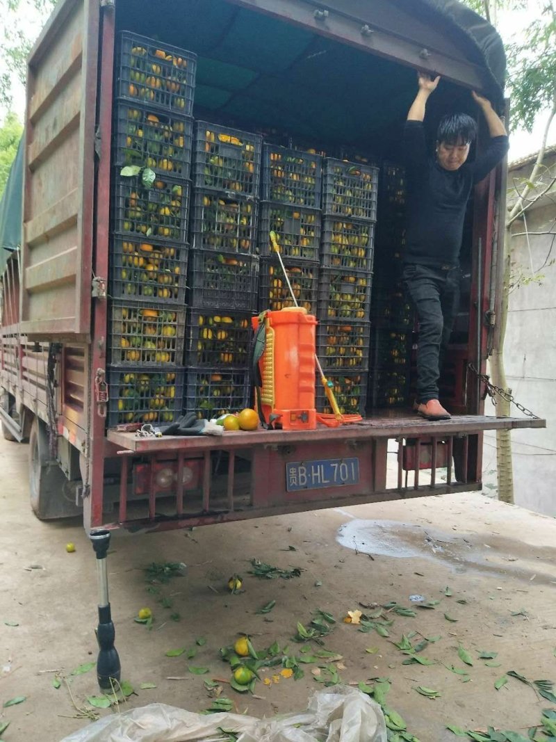 椪柑：碰柑、纯甜化渣，汁质水份足，产地直供，品质保证，