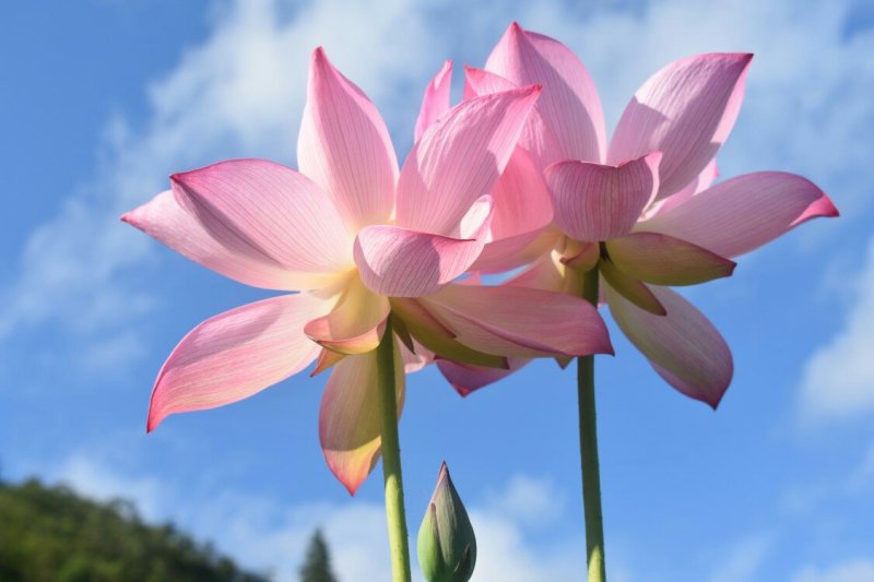 莲子种子，太空36号莲种，香水莲种子，帝王莲种子，芙蓉莲