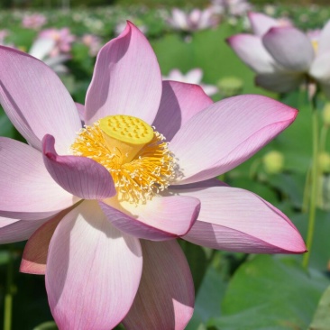 莲子种子,太空36号莲种,香水莲种子,帝王莲种子,芙蓉莲
