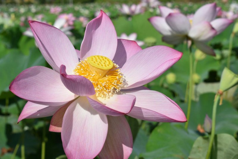 莲子种子，太空36号莲种，香水莲种子，帝王莲种子，芙蓉莲