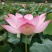 莲子种子,太空36号莲种,香水莲种子,帝王莲种子,芙蓉莲