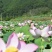 莲子种子,太空36号莲种,香水莲种子,帝王莲种子,芙蓉莲