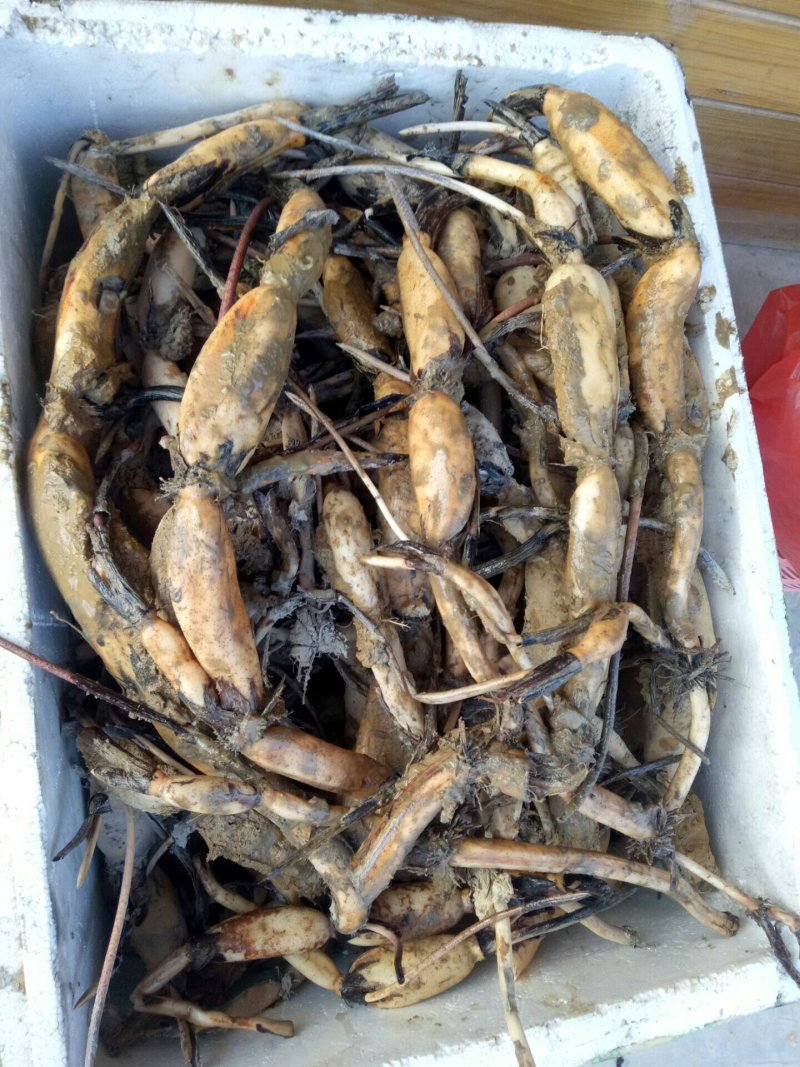 莲子种子，太空36号莲种，香水莲种子，帝王莲种子，芙蓉莲