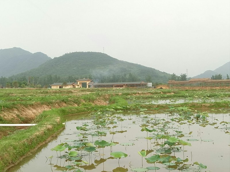 莲子种子，太空36号莲种，香水莲种子，帝王莲种子，芙蓉莲