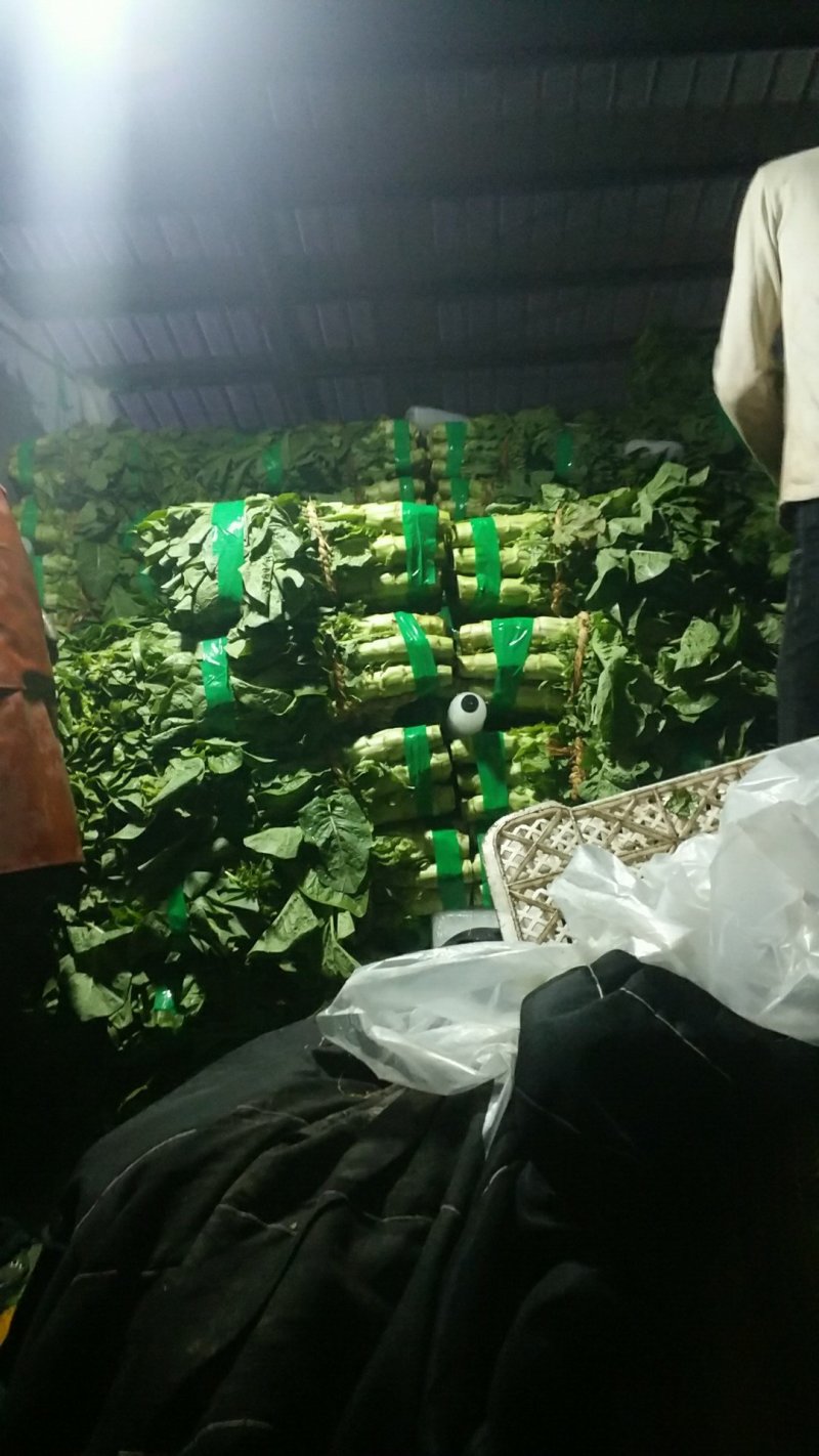 兰陵县三青圆叶莴笋红叶莴笋合作社直供无裂口无空心无起苔